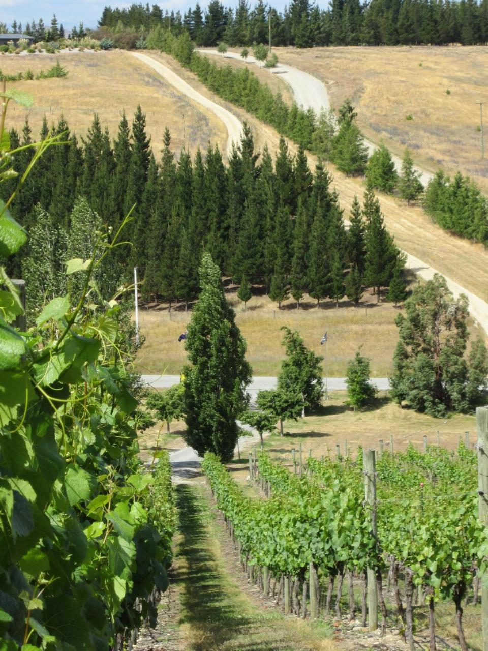 ألكسندرا Hawkdun Rise Vineyard & Accommodation المظهر الخارجي الصورة